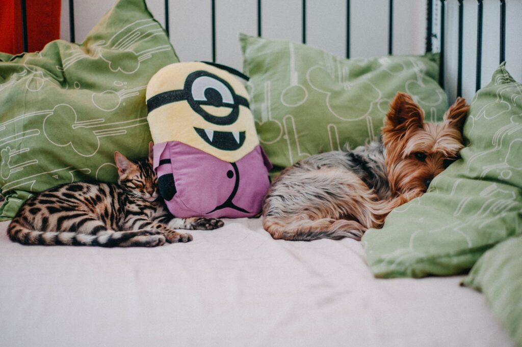 A Bengal Cat and Yorkshire Terrier Sleeping in Bed Together 